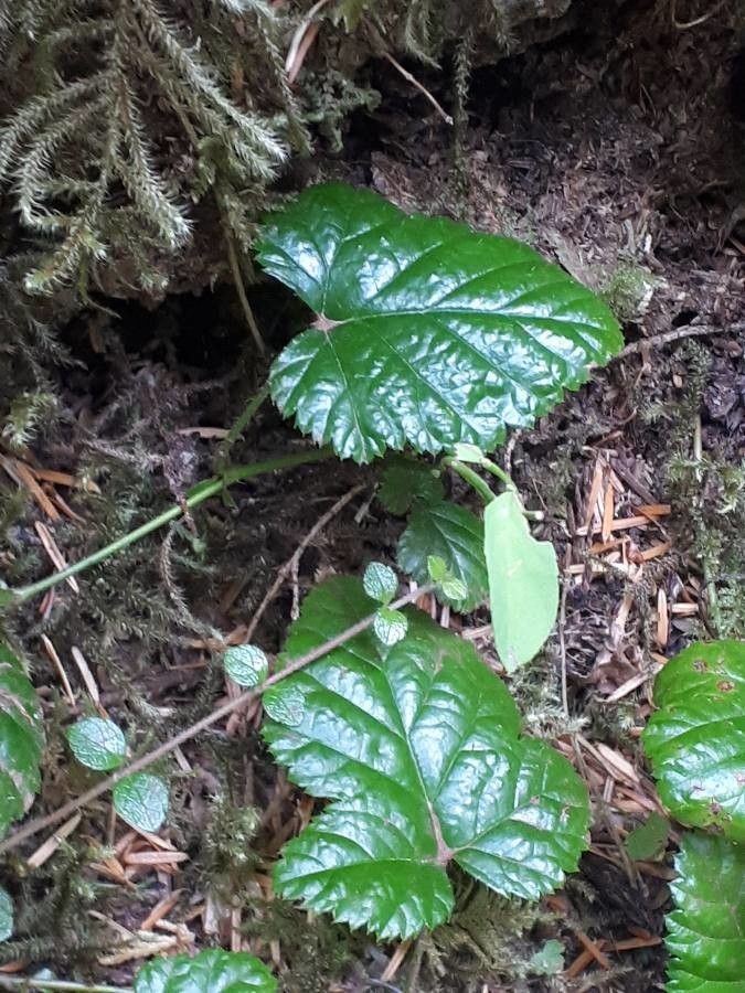 Rubus nivalis leaf