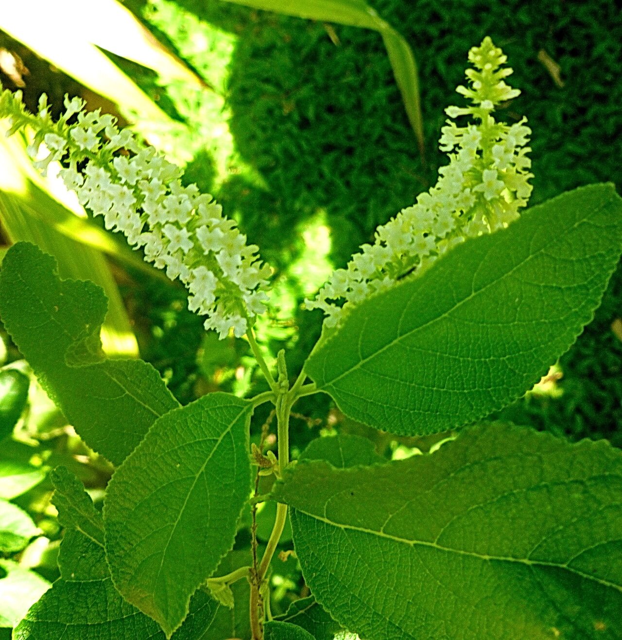 Buddleja paniculata flower