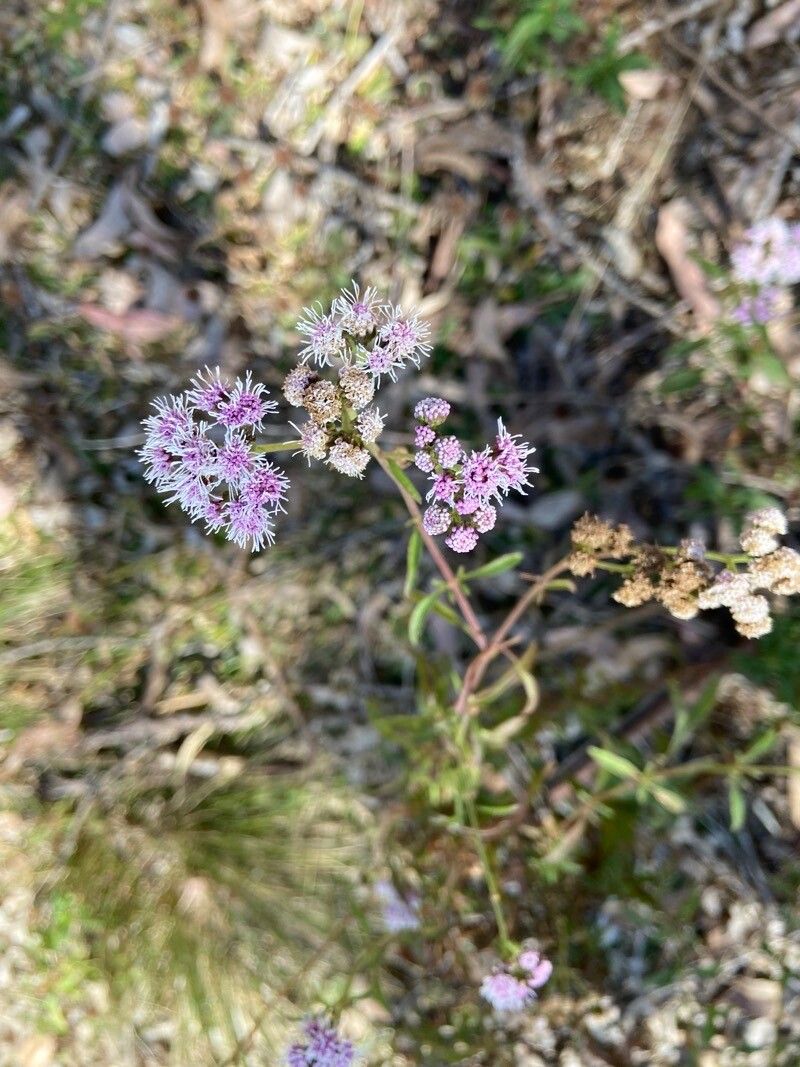 Palafoxia texana flower