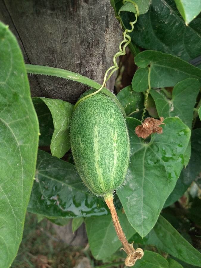 Trichosanthes dioica fruit