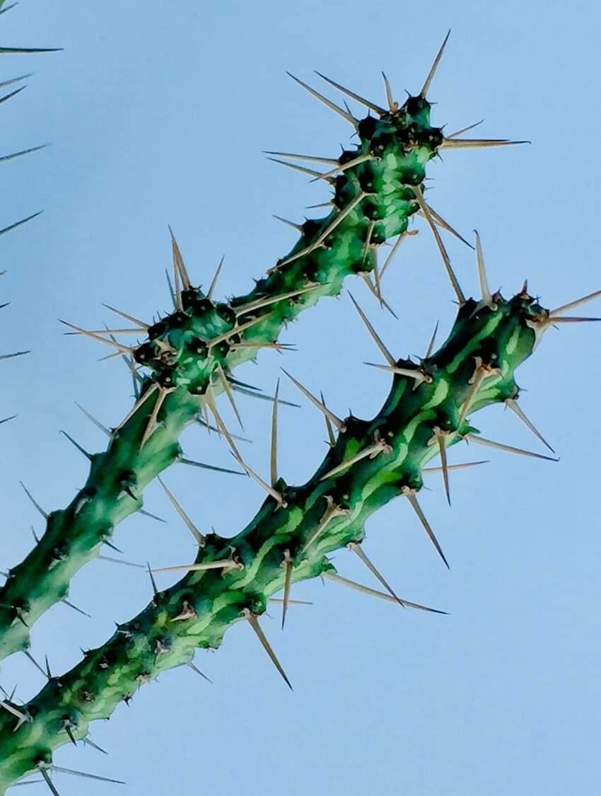 Euphorbia actinoclada leaf