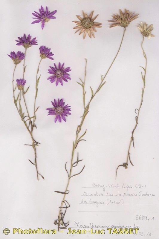 Xeranthemum annuum habit