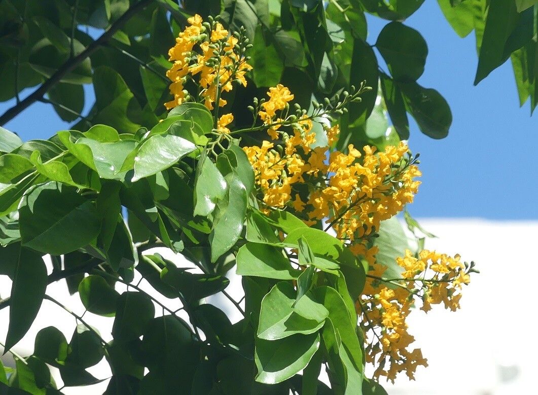 Pterocarpus indicus flower