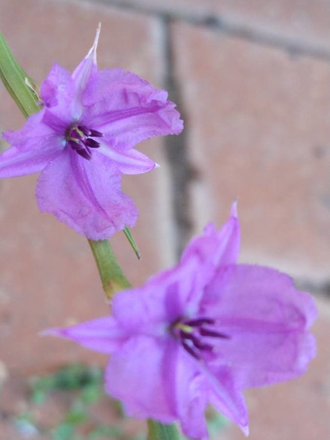 Dichopogon strictus flower