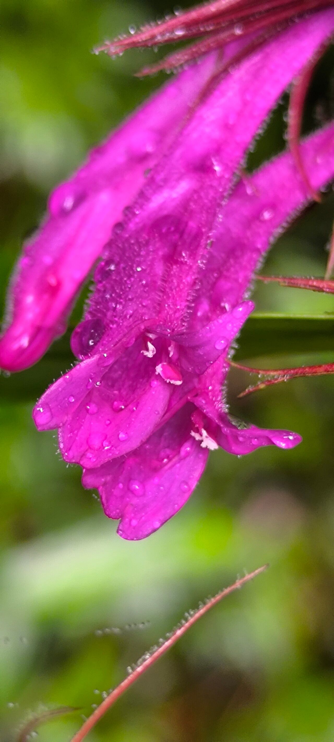 Hypoestes comosa flower