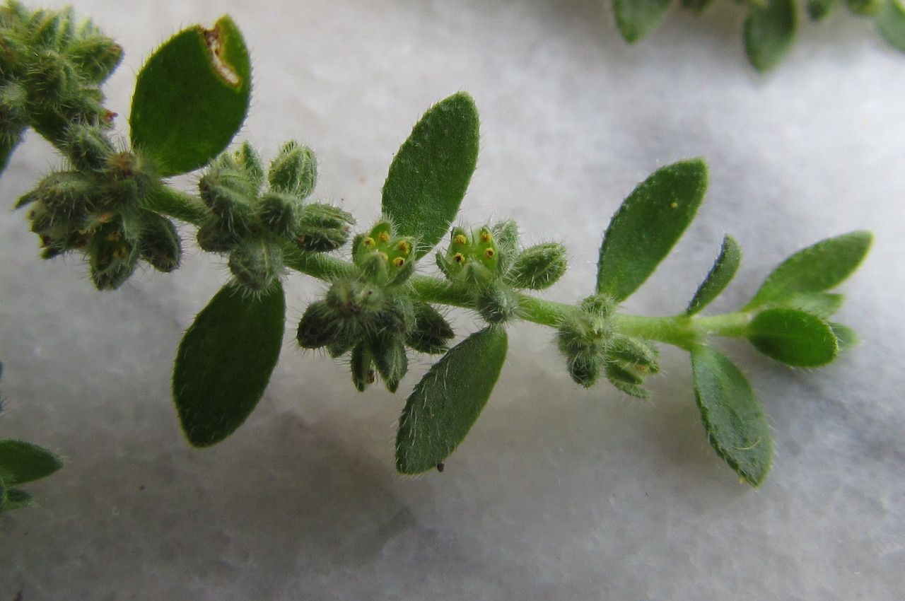 Herniaria latifolia — houseplant care guide