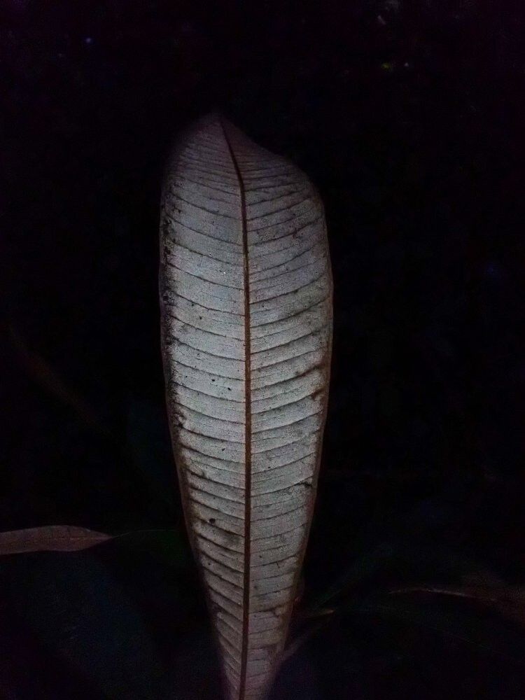 Englerophytum iturense — related species from the same genus