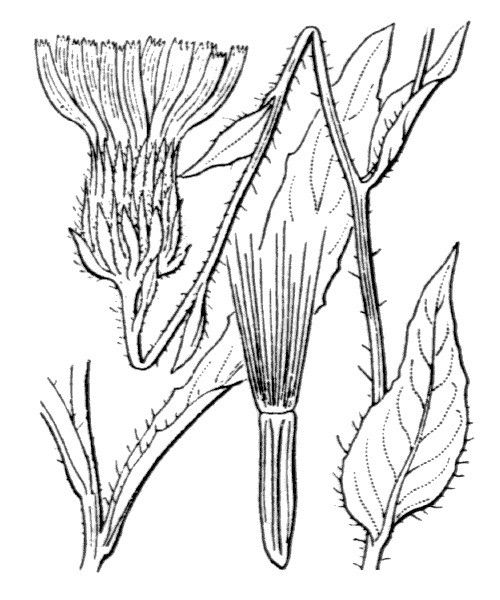 Hieracium scorzonerifolium other