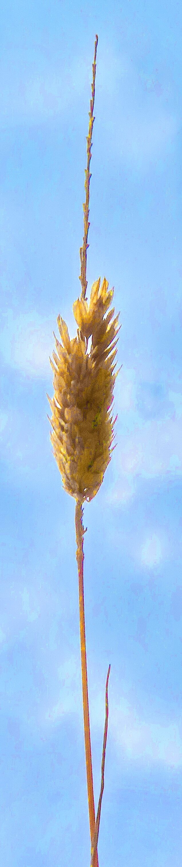 Festuca incurva flower