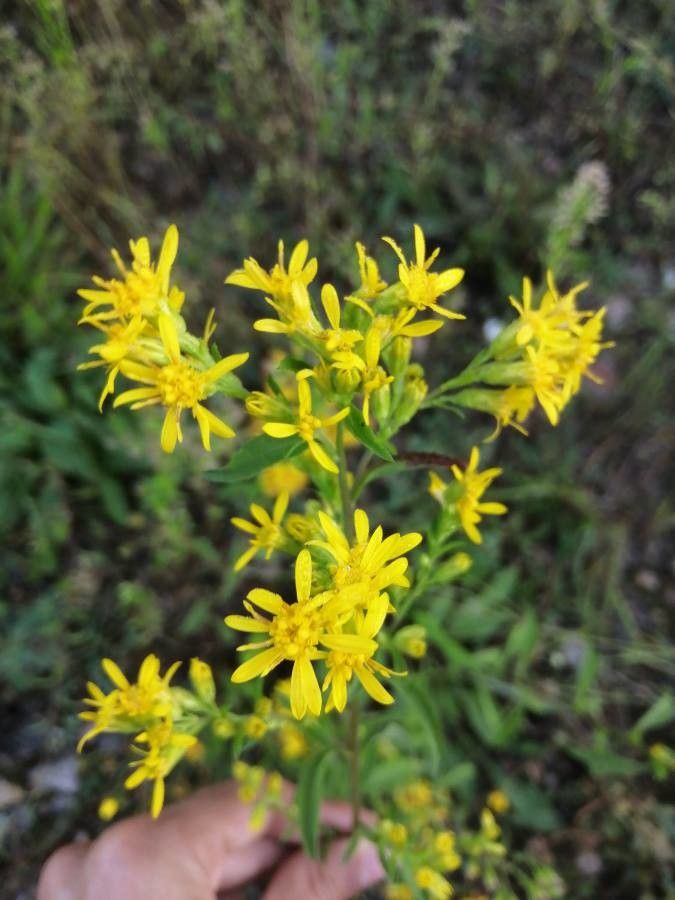 Solidago virgaurea flower
