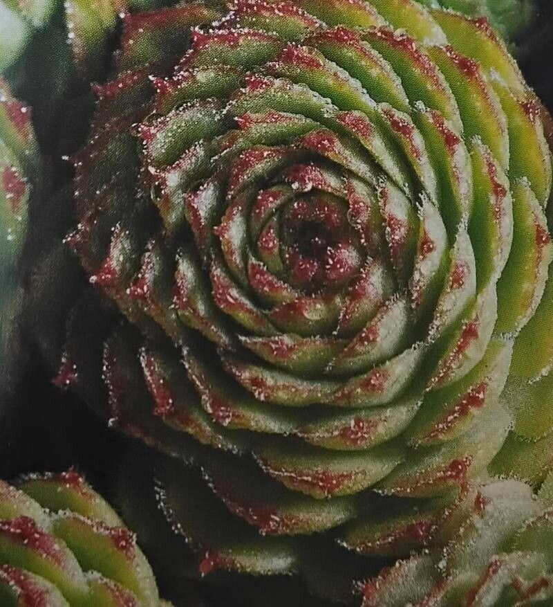 Sempervivum ispartae — search result for 'Sempervivum'