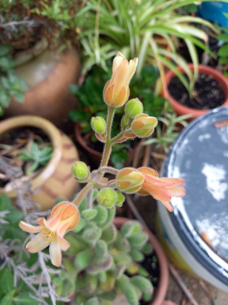 Cotyledon tomentosa flower