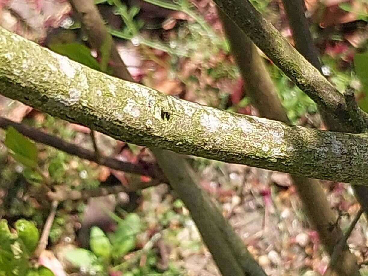 Callicarpa membranacea bark