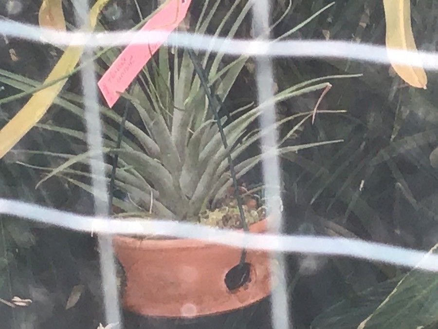 Tillandsia marnieri-apostollei — search result for 'Bromeliaceae'