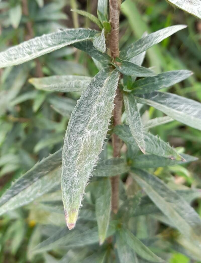 Ludwigia sericea — search result for 'Ludwigia'