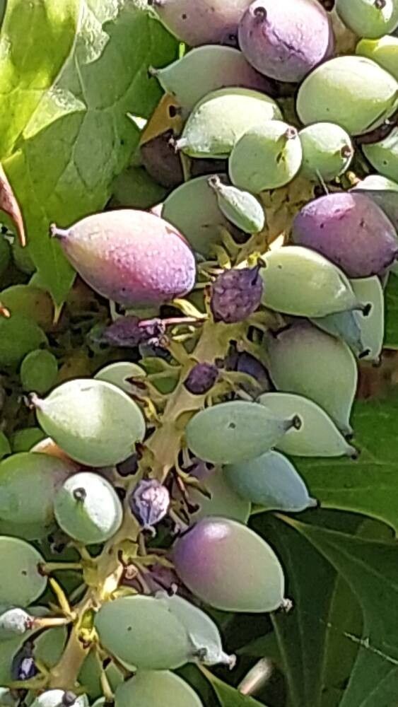 Berberis oiwakensis fruit