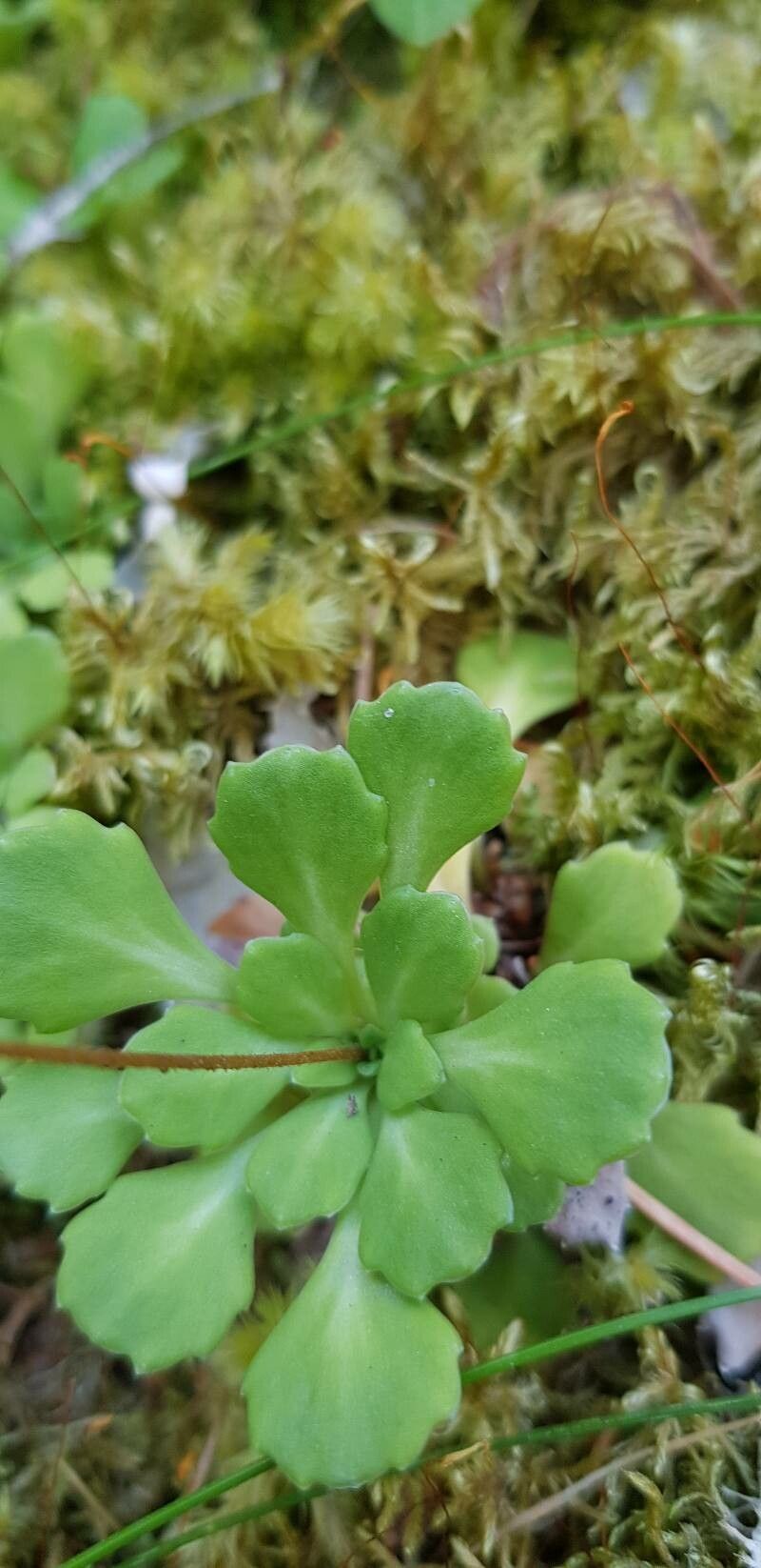 Saxifraga cuneifolia leaf