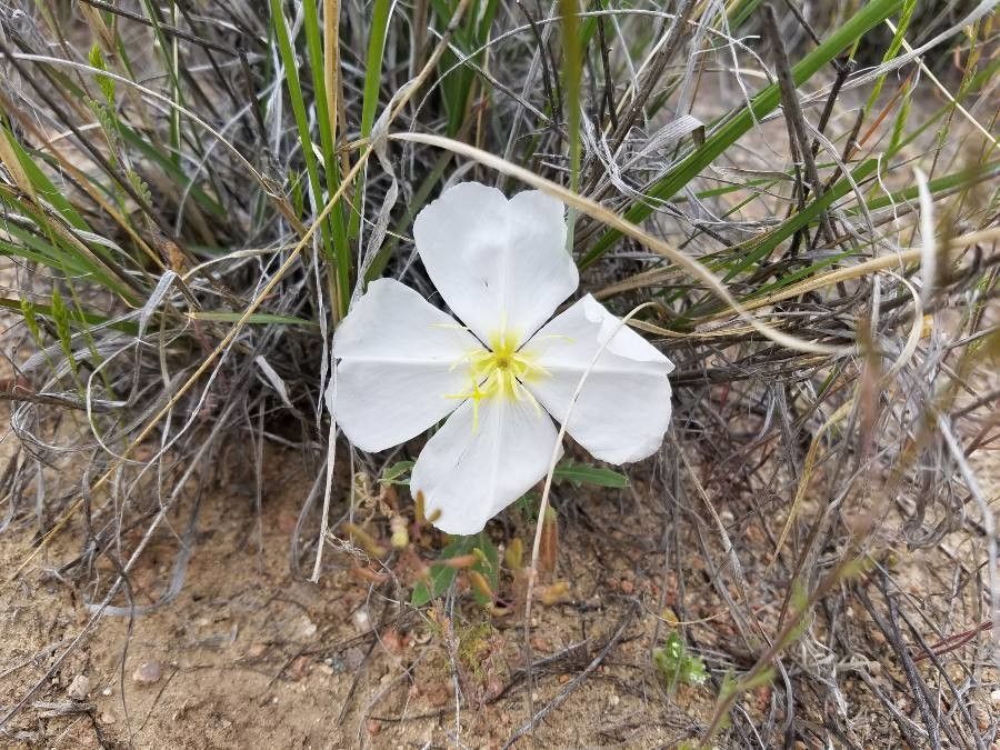 Oenothera albicaulis flower