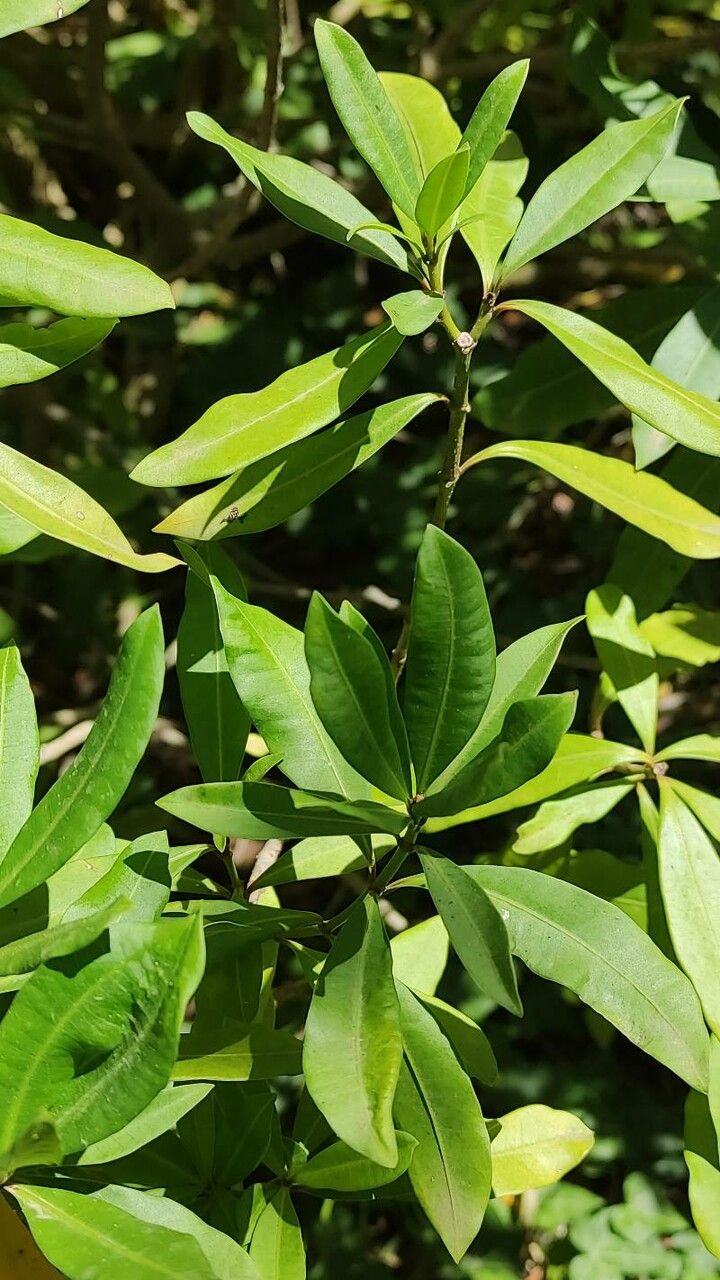 Strophanthus speciosus — search result for 'Gabon'