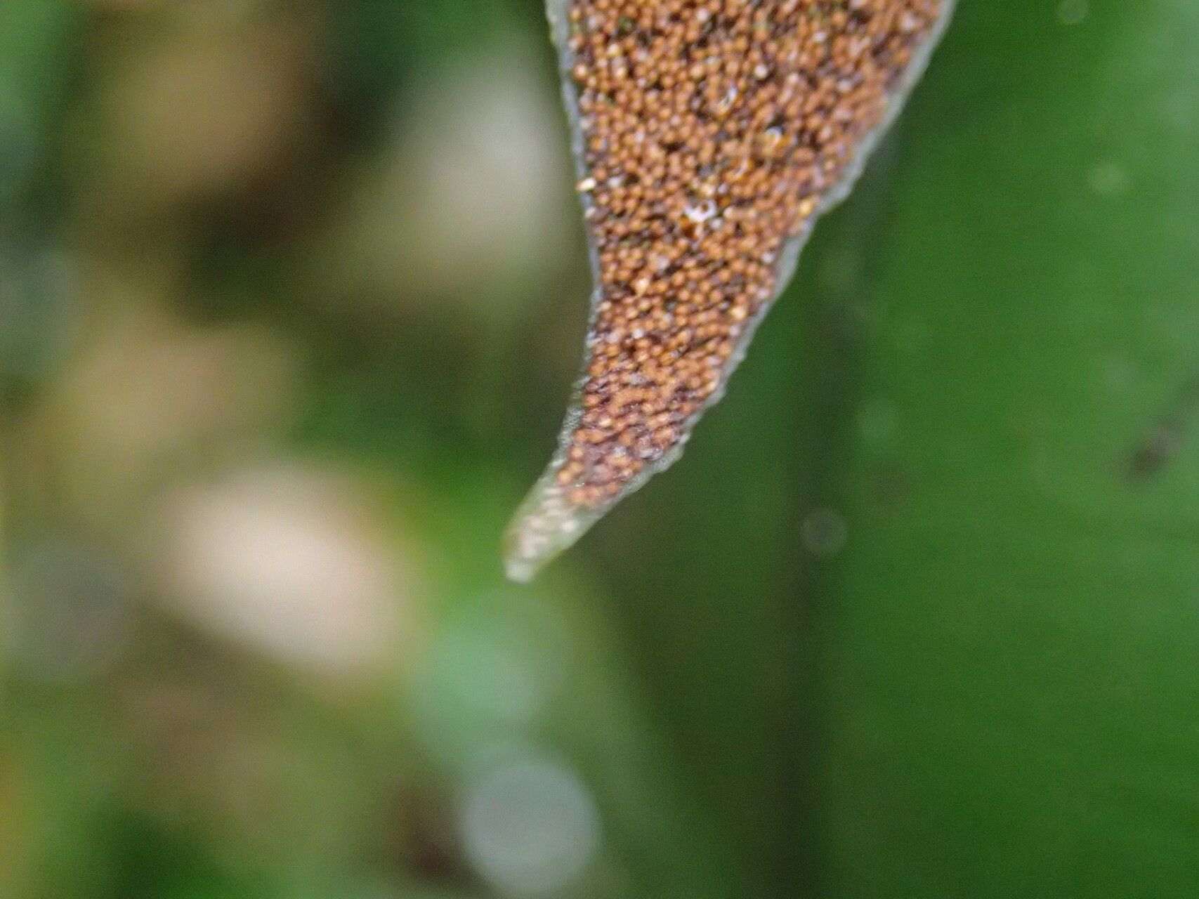 Lomariopsis rossii leaf