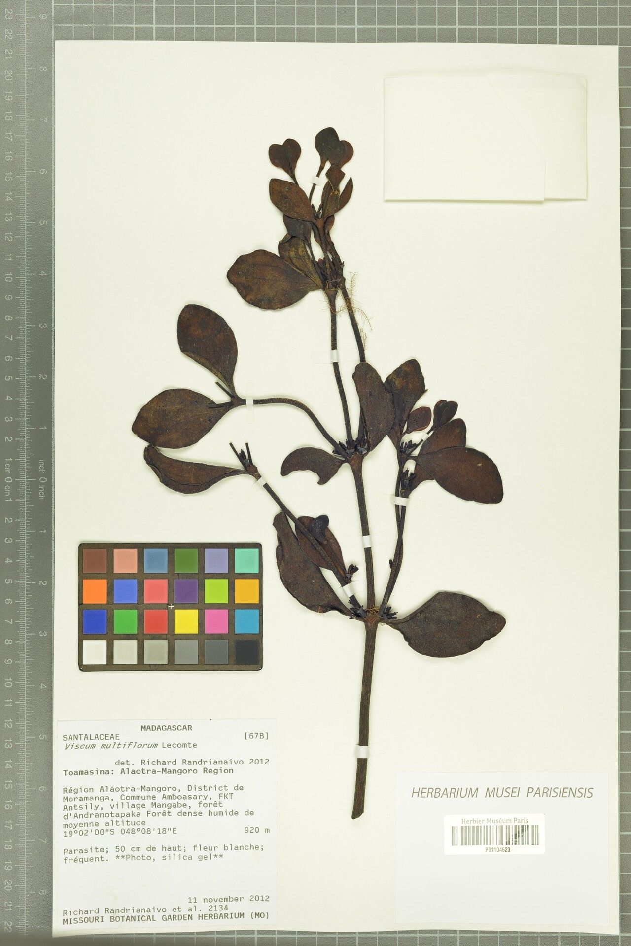 Viscum multiflorum — houseplant care guide