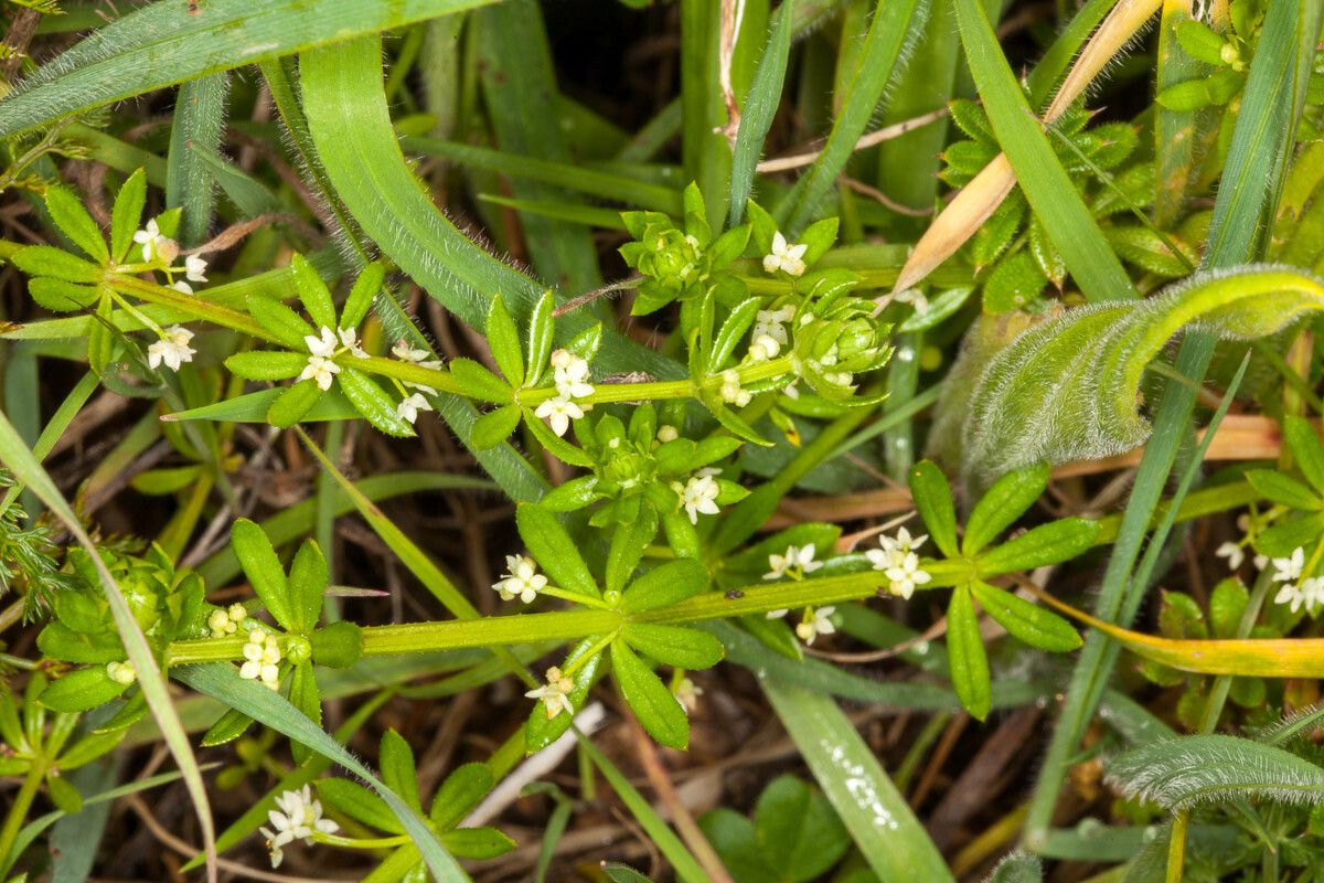 Galium uliginosum — search result for 'Kazakhstan'