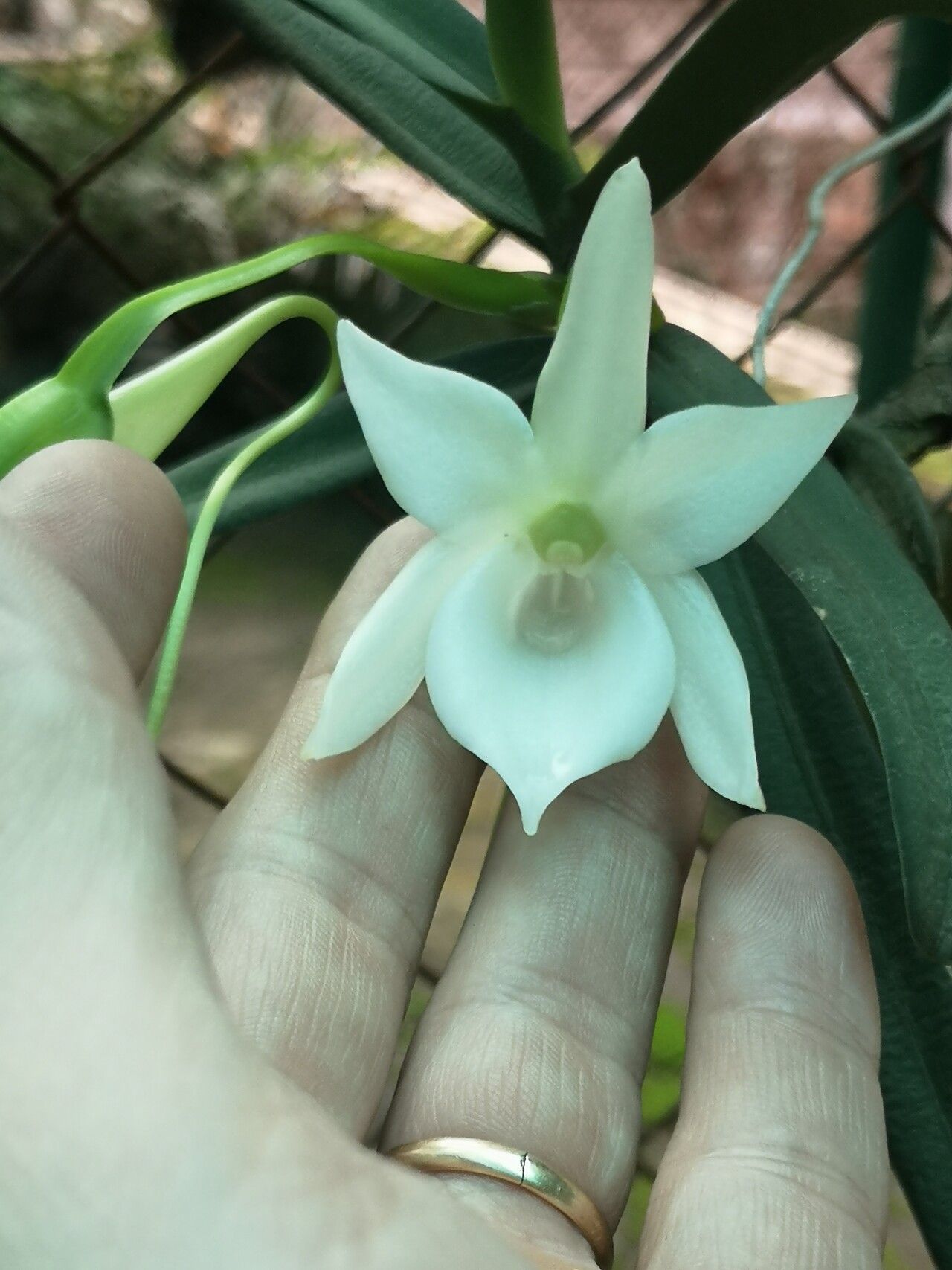 Angraecum compactum flower