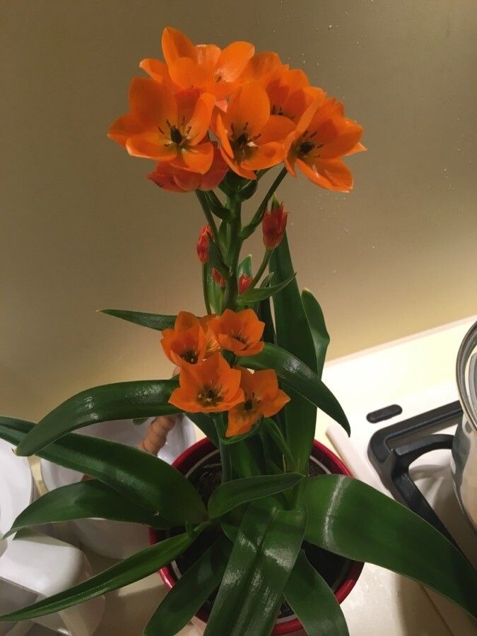 Ornithogalum dubium fruit