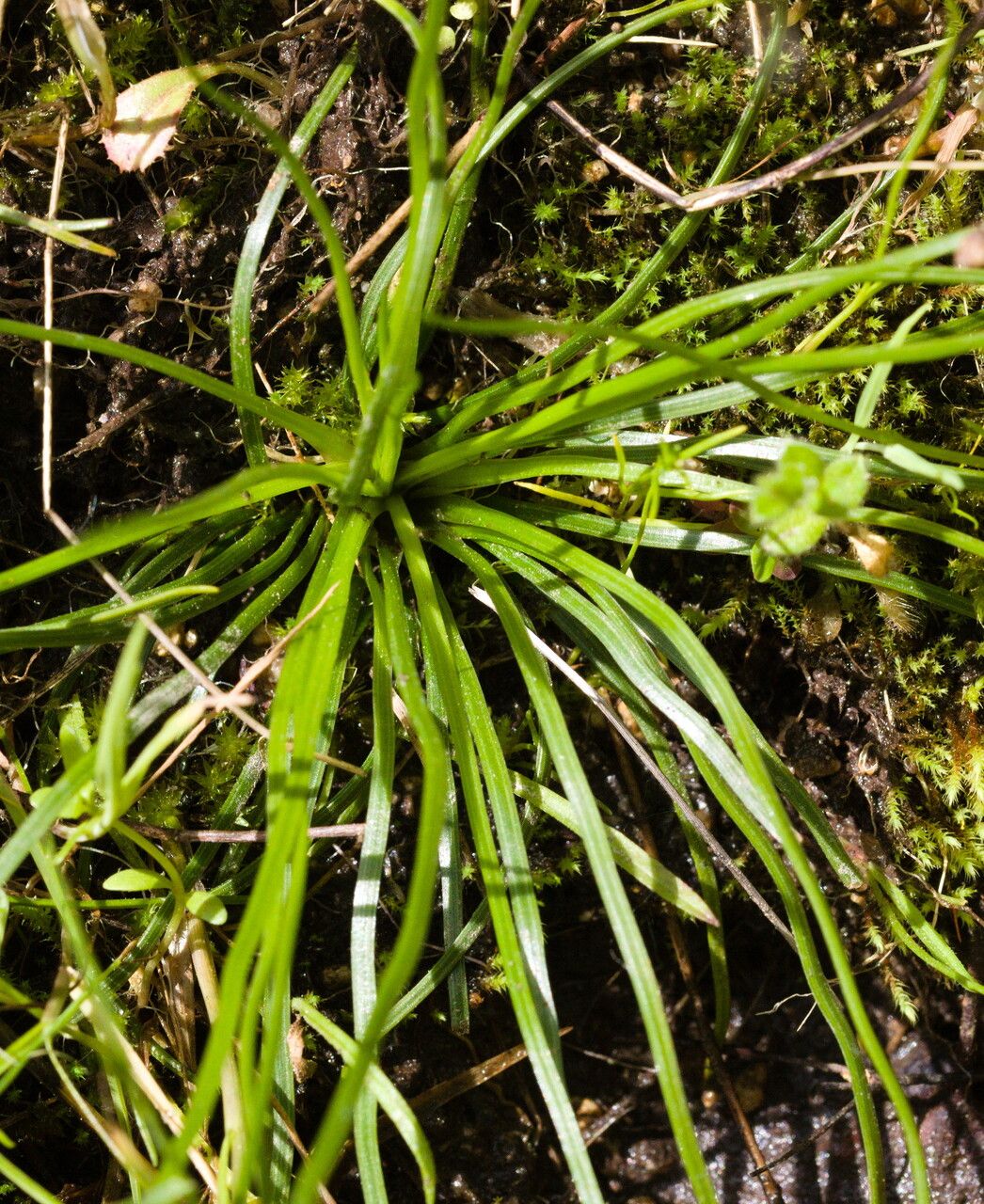 Isoetes duriei — related species from the same genus