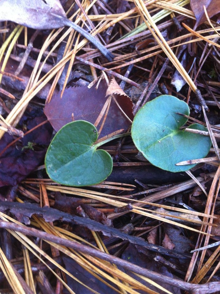 Hexastylis rhombiformis habit