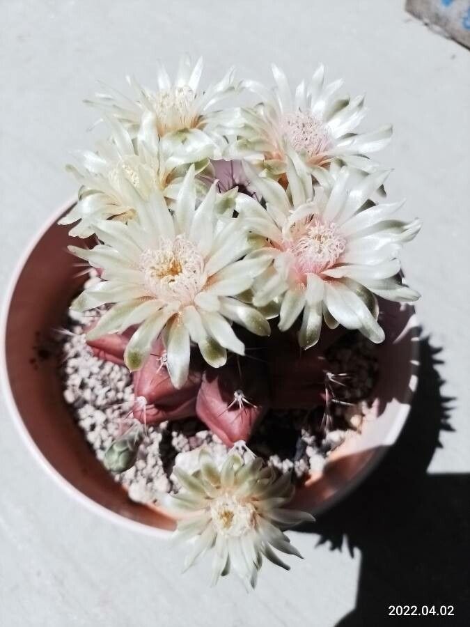Gymnocalycium stenopleurum bark