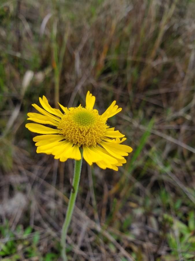 Helenium pinnatifidum — search result for 'Helenium'