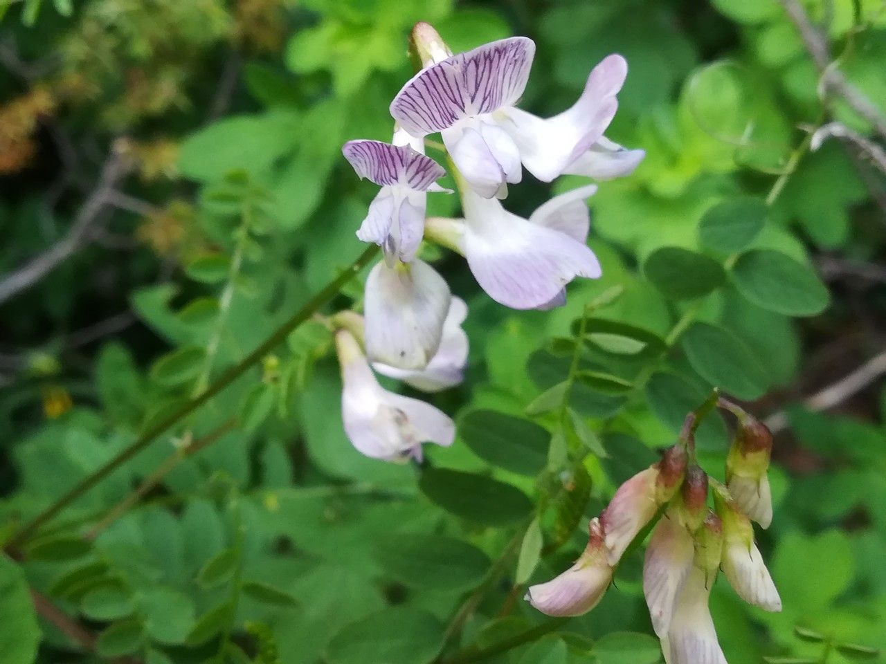 Vicia sylvatica flower
