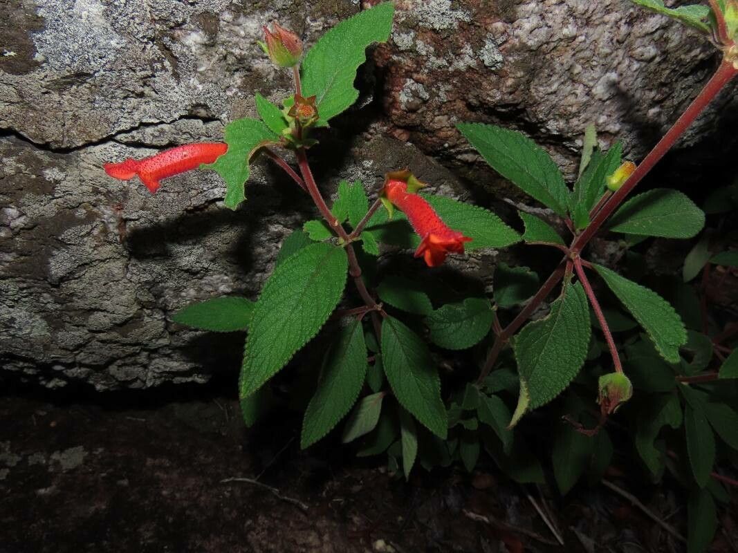 Sinningia schomburgkianua — search result for 'Sinningia'