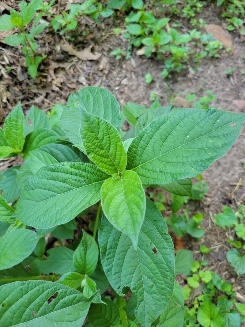 Achyranthes japonica — related species from the same genus