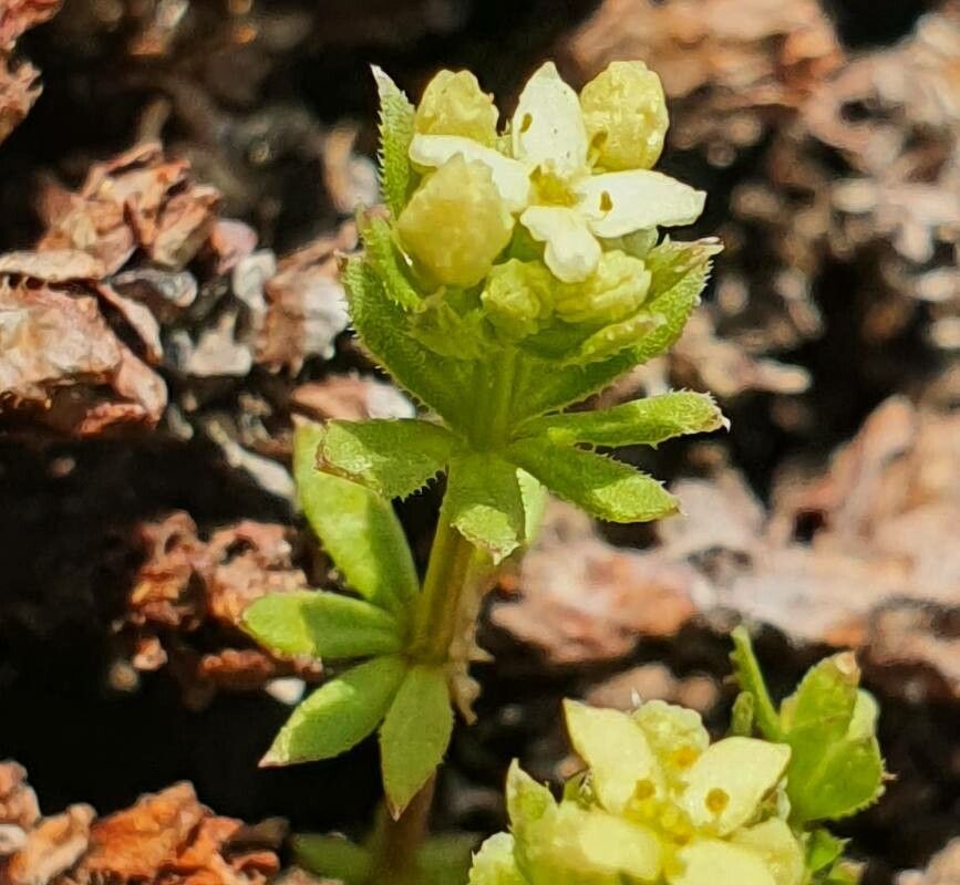 Galium pseudohelveticum flower