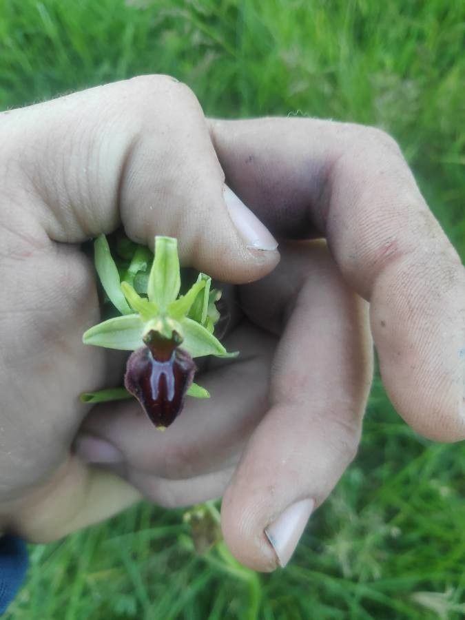Ophrys sphegodes — search result for 'Ophrys'