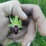 Ophrys sphegodes