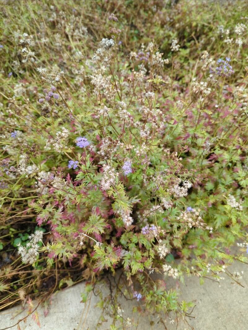 Conoclinium dissectum