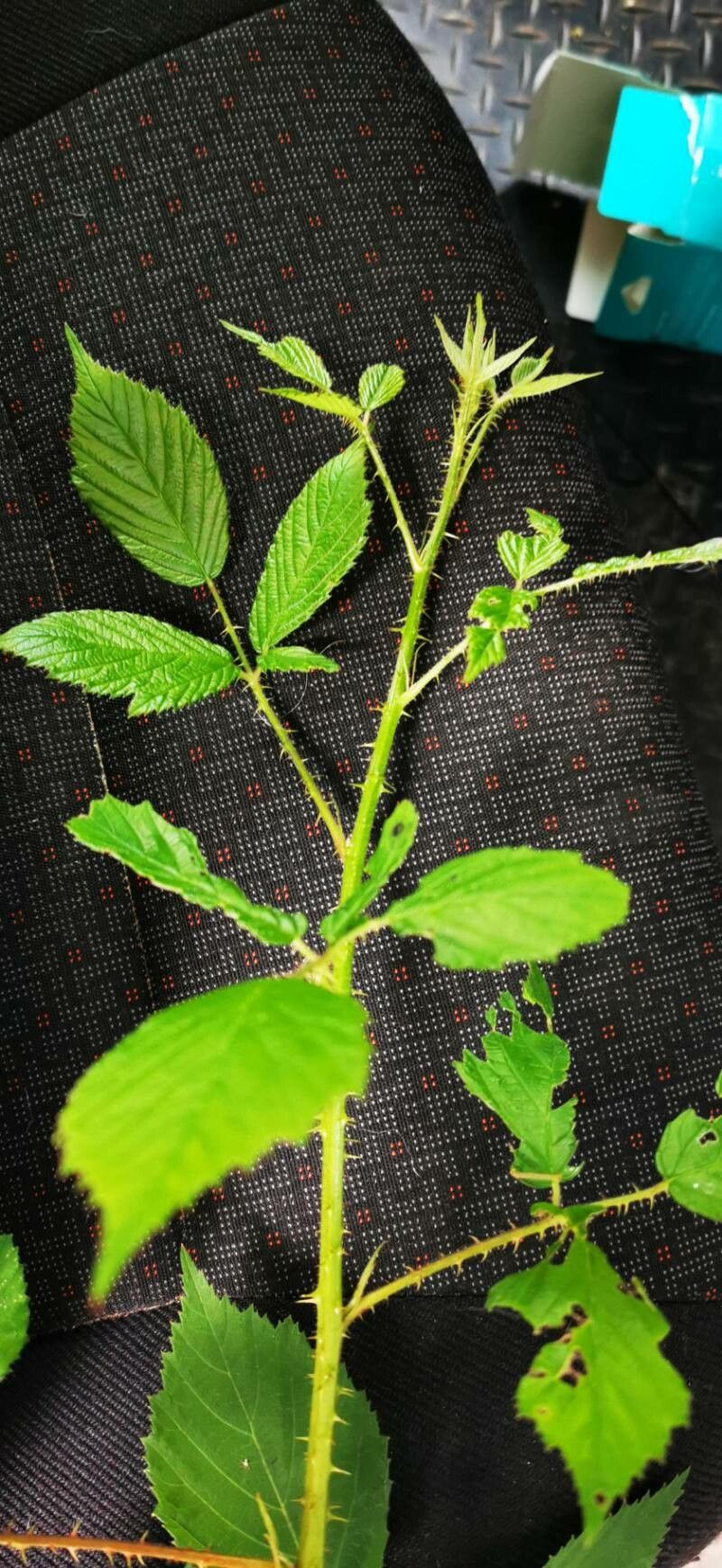 Rubus leightonii leaf