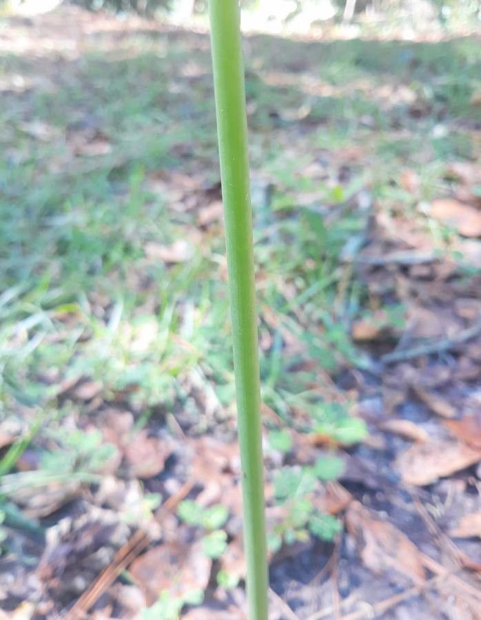Lycoris radiata bark