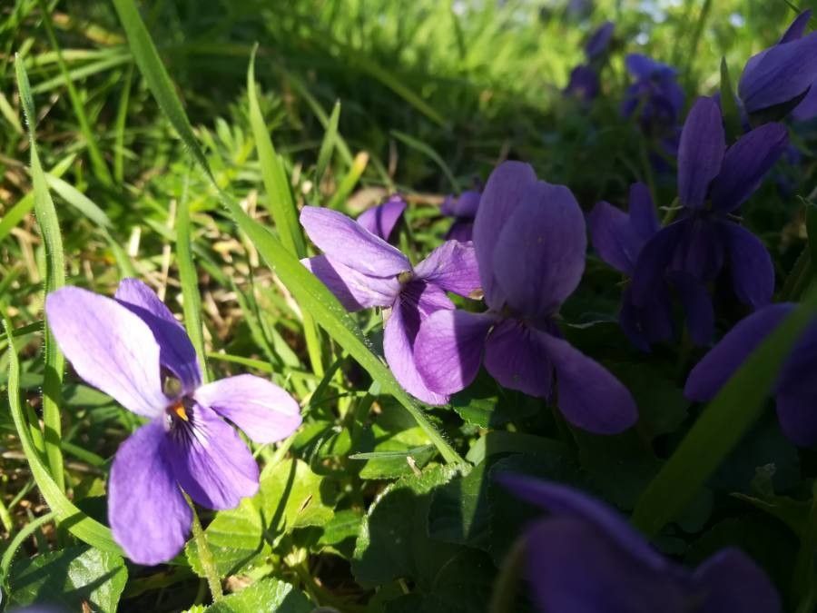 Viola pyrenaica flower