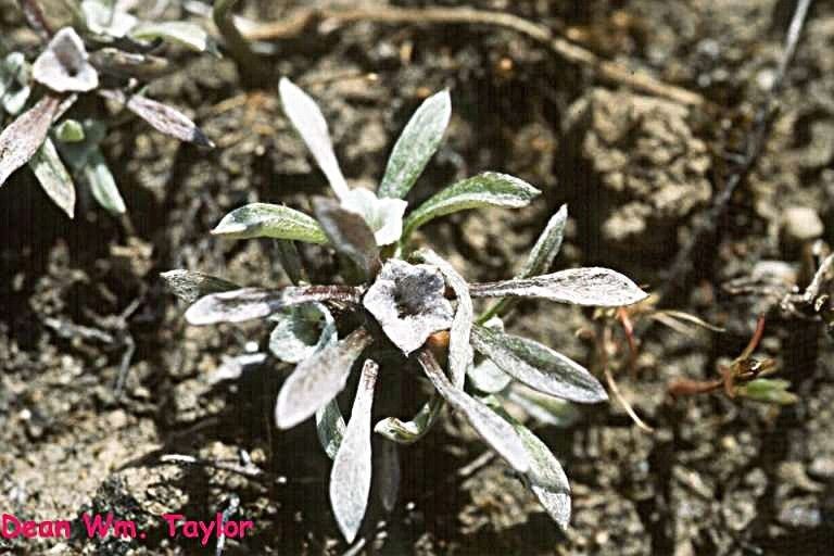 Hesperevax acaulis — houseplant care guide