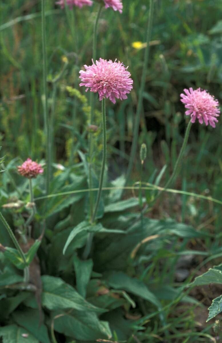 Knautia godetii flower