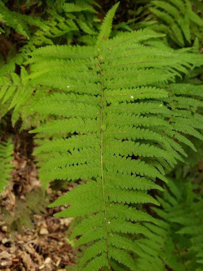 Thelypteris noveboracensis leaf