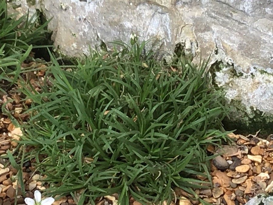 Arenaria ciliata — houseplant care guide