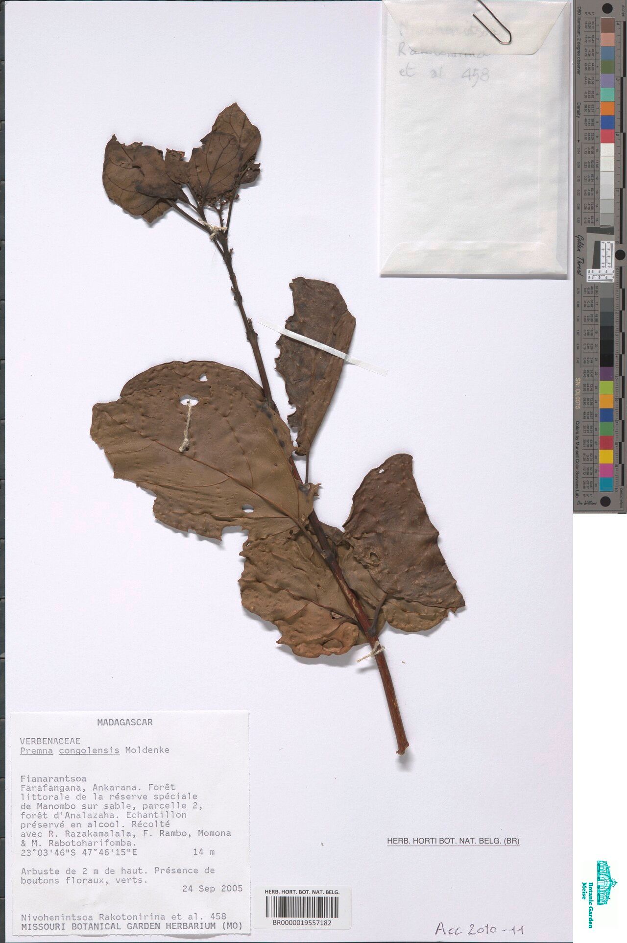 Premna matadiensis — houseplant care guide