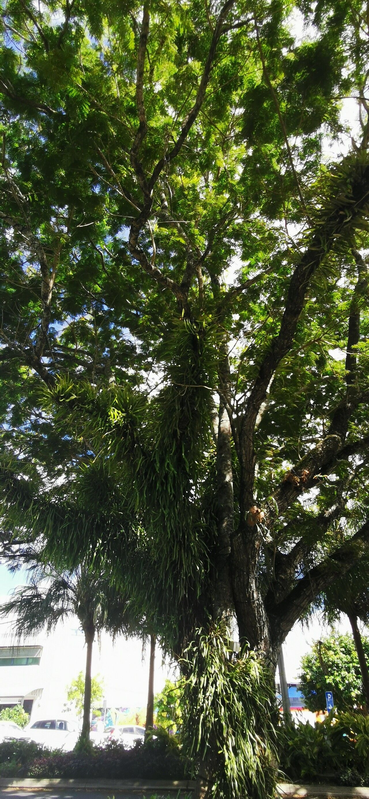 Aechmea setigera — houseplant care guide