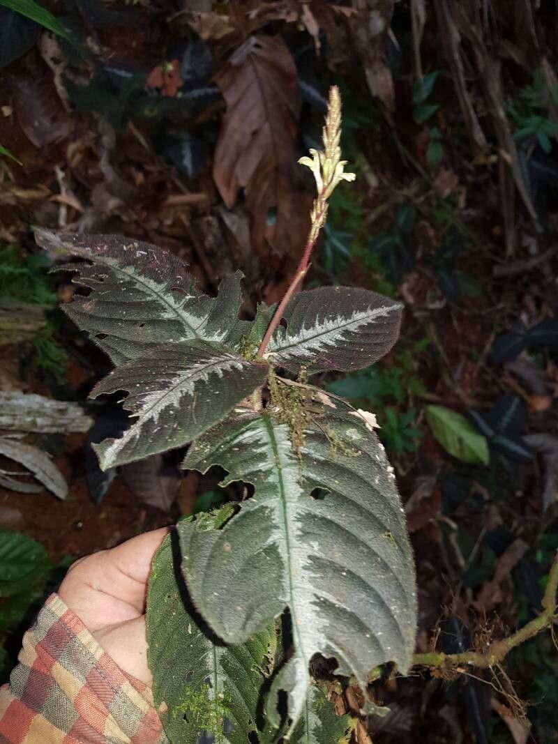 Justicia chamaephyton — houseplant care guide