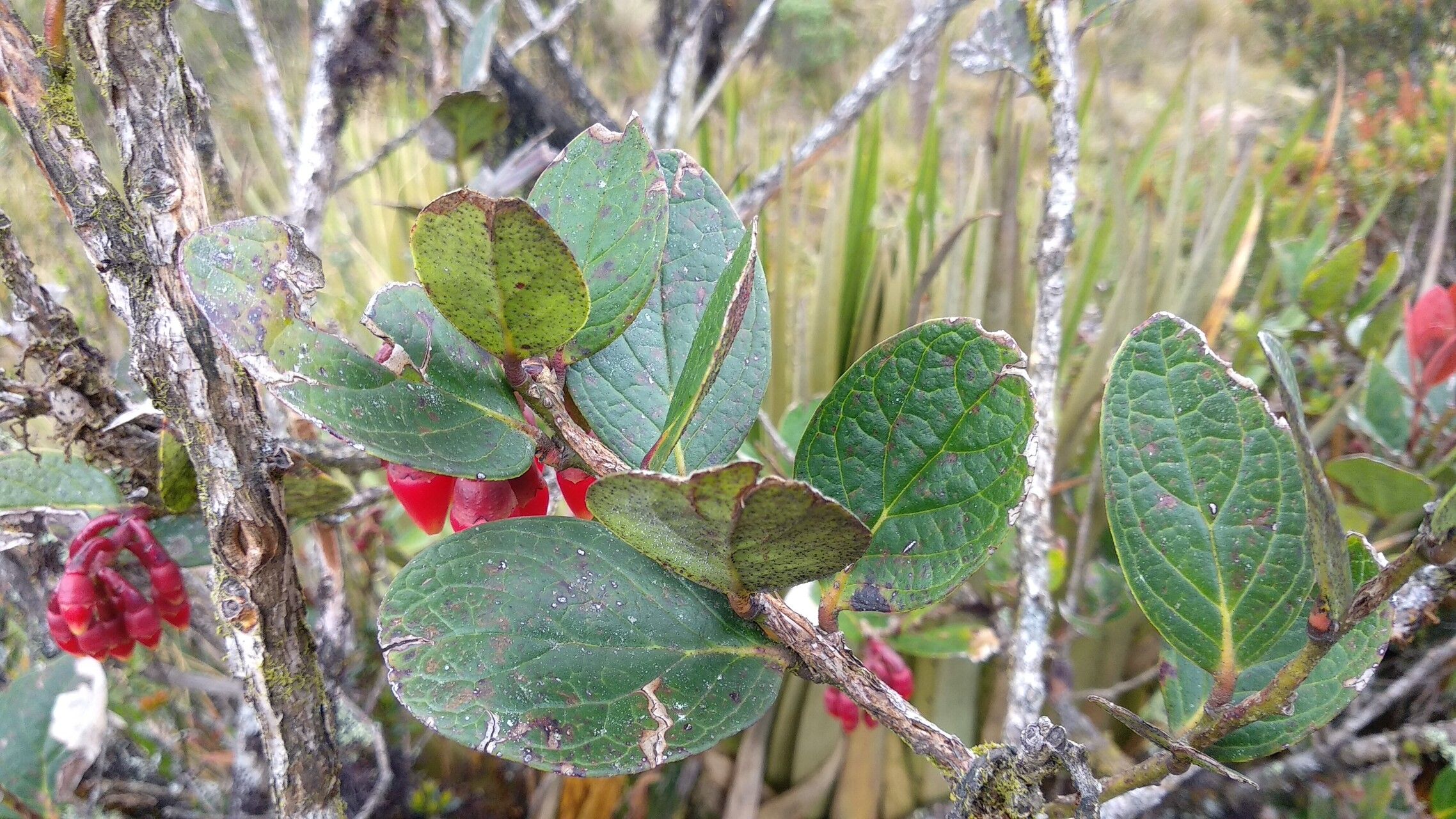 Macleania rupestris — related species from the same genus